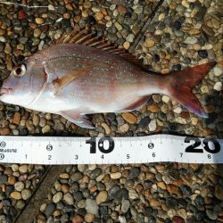 水濁りが消えたから……