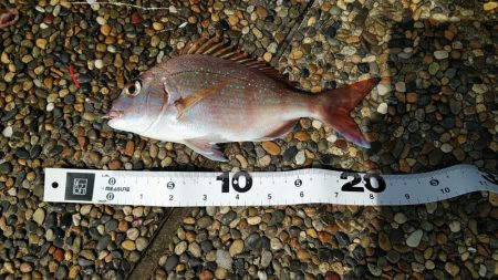 水濁りが消えたから……