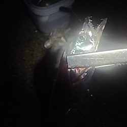 良型アジ⇒ウキタチ