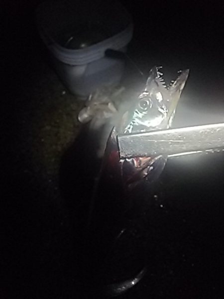 良型アジ⇒ウキタチ