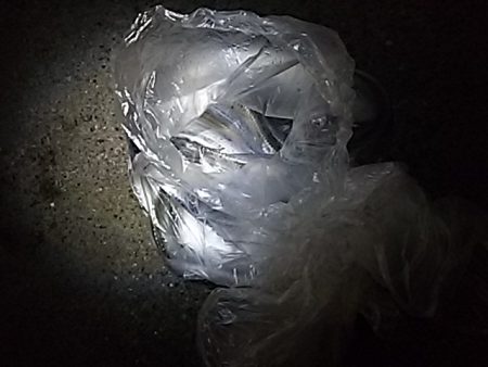 たちうおエサなくなるまで釣れる