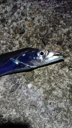 タチウオちょっと渋いです