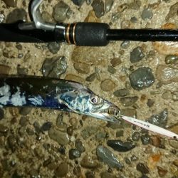 タチウオ！絶好調です！