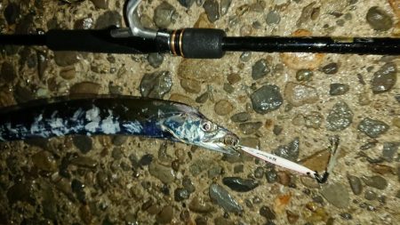 タチウオ！絶好調です！