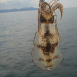 今季初エギング！