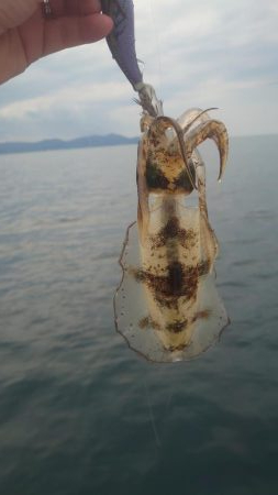 今季初エギング！