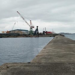 今日も播磨新島のキス調査