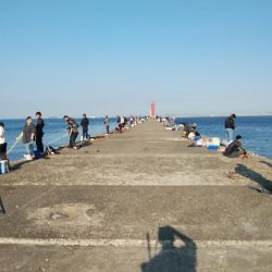 播磨新島でシーズン最大のキスが釣れました