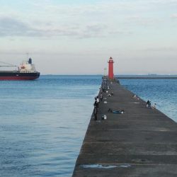 今日も播磨新島の様子を見て来ました