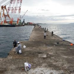 早朝から播磨新島へキス調査