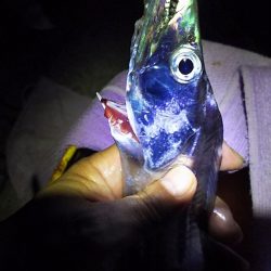 やっぱいた!タチウオ!