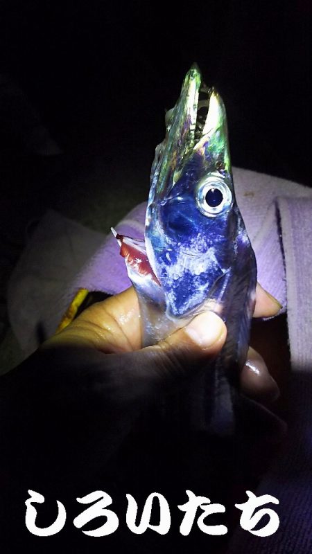 やっぱいた!タチウオ!