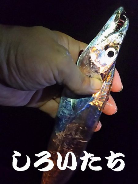 今日はタチウオ10匹釣る!と余裕のつもりが厳しかった!