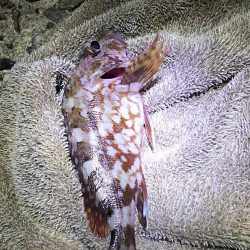 アジをねらうと、違う魚が釣れました。