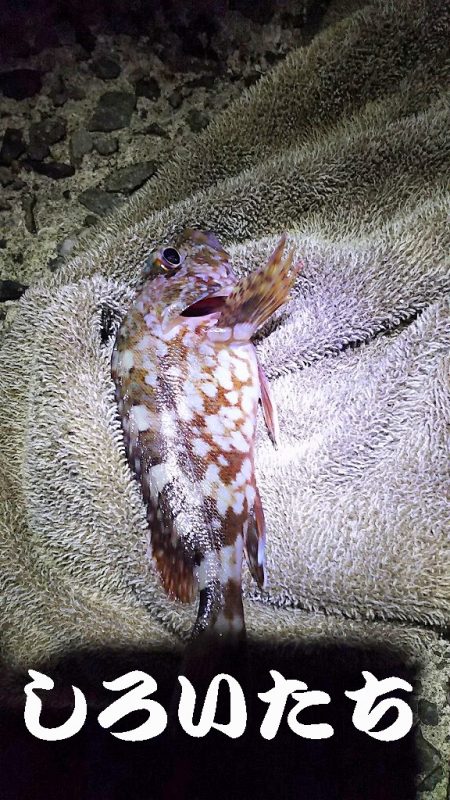 アジをねらうと、違う魚が釣れました。