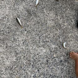 家族でサビキ釣り