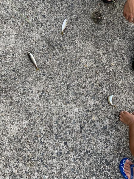 家族でサビキ釣り