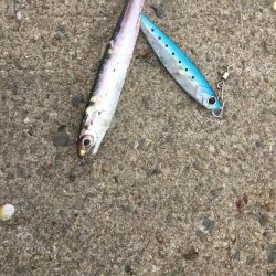 サバ、イワシ絶好調