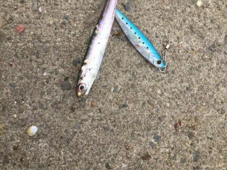 サバ、イワシ絶好調