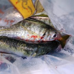 ワインドのちアジング