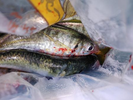 ワインドのちアジング