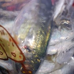 アジング自己最多