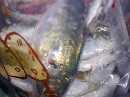 アジング自己最多