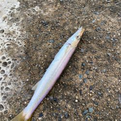 イカよりカマスが成長中！！