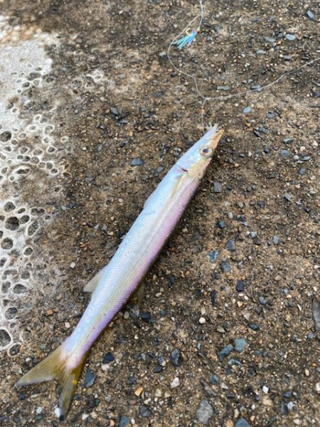 イカよりカマスが成長中！！