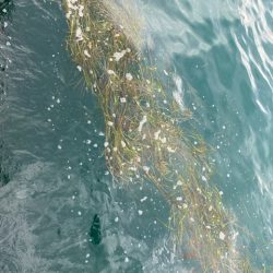 エギロストの犯人は・・・