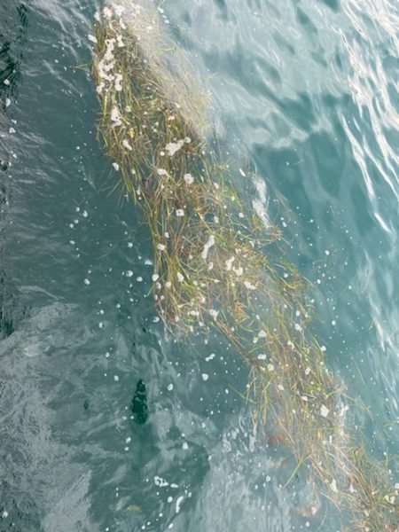 エギロストの犯人は・・・