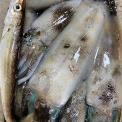 連休明けのアオリは・・・