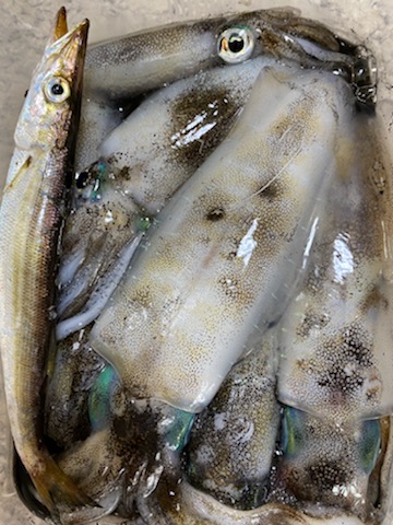 連休明けのアオリは・・・