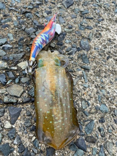 過去最高の・・・