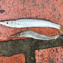 アジ、ヘダイ、サヨリ、チャリコ