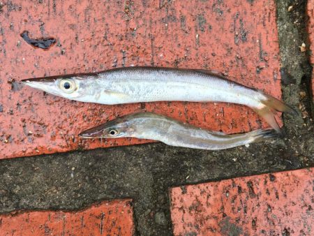 アジ、ヘダイ、サヨリ、チャリコ