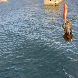 エギング初心者