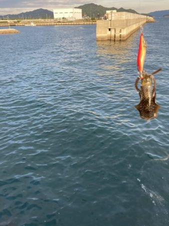 エギング初心者