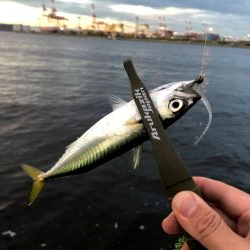 早朝アジングin大阪舞洲13