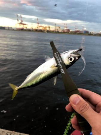 早朝アジングin大阪舞洲13