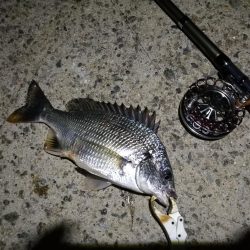 (2020/09/01 南港ヘチ釣り キビレチヌ 45cm~ 真チヌ 釣果有り)