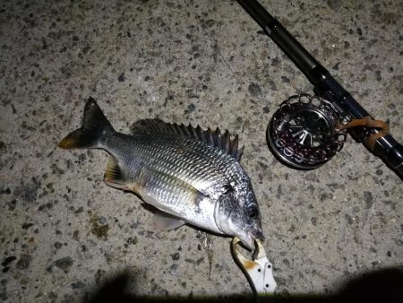 (2020/09/01 南港ヘチ釣り キビレチヌ 45cm~ 真チヌ 釣果有り)