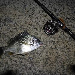 （2020/09/03 南港ヘチ釣り　 真チヌ 41㎝ キビレチヌ 37cm～釣果有り）