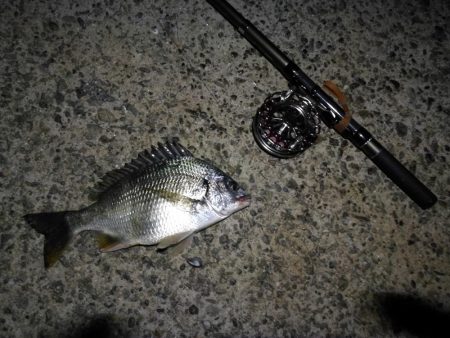 （2020/09/03 南港ヘチ釣り　 真チヌ 41㎝ キビレチヌ 37cm～釣果有り）