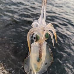 爆風の中新子調査