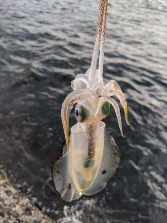 爆風の中新子調査