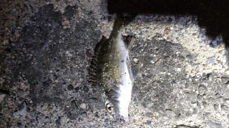 アシストフックを試してみた