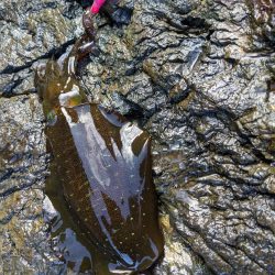 少し成長したかな