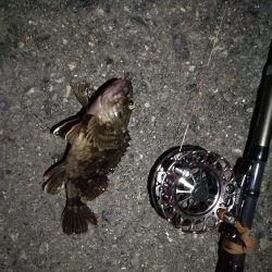 (2020/09/09 南港ヘチ釣り 真チヌ 49㎝ キビレチヌ 40cm~ ガシラ 釣果有り)