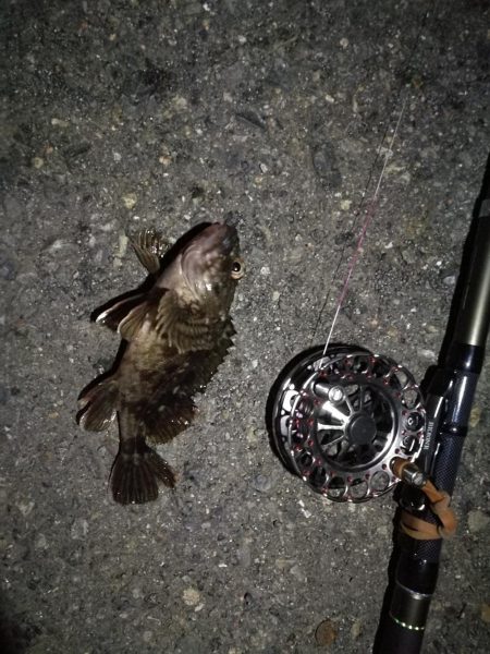 (2020/09/09 南港ヘチ釣り 真チヌ 49㎝ キビレチヌ 40cm~ ガシラ 釣果有り)